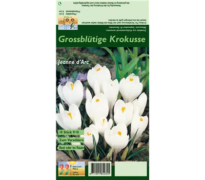 Frühlings-Krokus 'Jeanne d´Arc'
