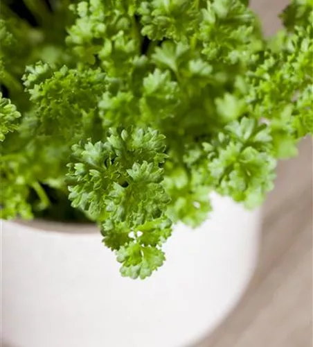 Petroselinum crispum 'Mooskrause 2'