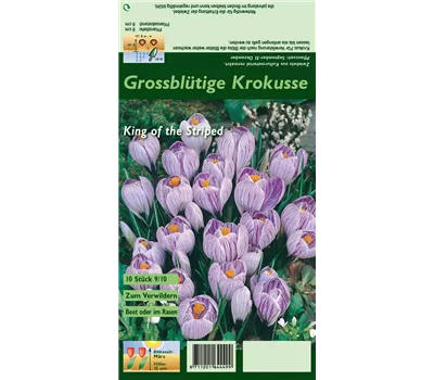 Frühlings-Krokus 'King of the Striped'