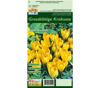 Frühlings-Krokus 'Yellow Mammoth'