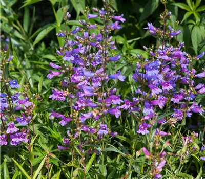 Garten-Bartfaden 'Catherine de la Mere'