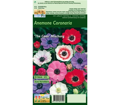 Garten-Anemone 'De Caen'