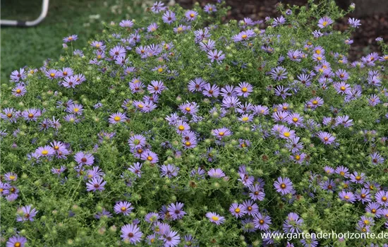 Garten-Aster 'October Skies'