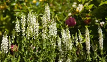 Salvia nemorosa 'Schneehügel'