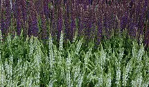 Salvia nemorosa 'Schneehügel'