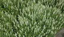 Salvia nemorosa 'Schneehügel'