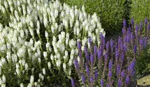 Salvia nemorosa 'Schneehügel'
