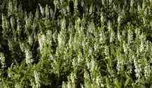 Salvia nemorosa 'Schneehügel'