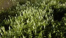 Salvia nemorosa 'Schneehügel'