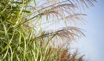Miscanthus sinensis 'Zwergelefant'