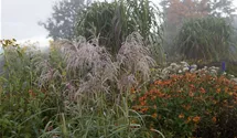 Miscanthus sinensis 'Zwergelefant'