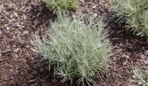 Helichrysum italicum 'Tall'