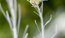 Helichrysum italicum 'Tall'