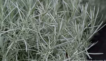 Helichrysum italicum 'Tall'