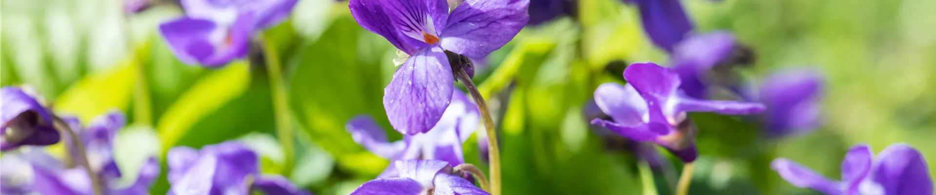 Viola odorata 'Königin Charlotte'