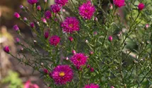 Aster novi-belgii 'Neron'