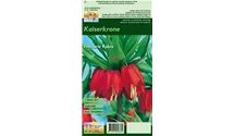 Blumenzwiebel Set 'Red Romance'