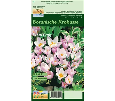 Garten-Krokus 'Firefly'