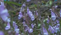 Linaria anticaria 'Antique Silver'