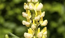 Lupinus polyphyllus 'Camelot Yellow'®