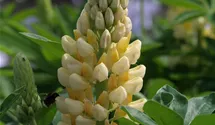 Lupinus polyphyllus 'Camelot Yellow'®