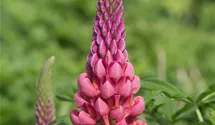Lupinus polyphyllus 'Towering Inferno'®