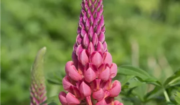 Lupinus polyphyllus 'Towering Inferno'®