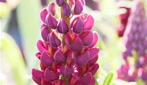 Lupinus polyphyllus 'Master Piece'®