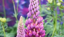 Lupinus polyphyllus 'Master Piece'®