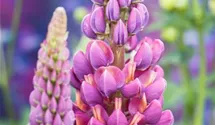 Lupinus polyphyllus 'Master Piece'®