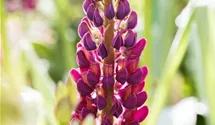 Lupinus polyphyllus 'Master Piece'®