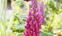 Lupinus polyphyllus 'Master Piece'®