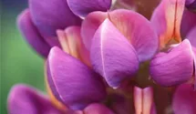 Lupinus polyphyllus 'Master Piece'®