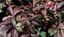 Rodgersia pinnata 'Bronze Peacock'