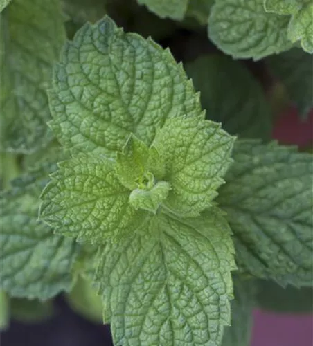 Mentha suaveolens 'Apple Mint'