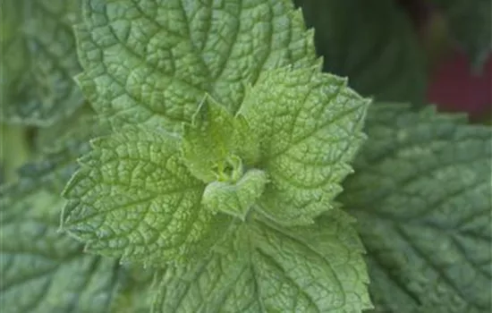 Mentha suaveolens 'Apple Mint'