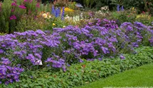 Aster amellus 'Blue King'