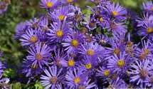 Aster amellus 'Blue King'