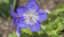 Geranium wallichianum 'Lilac Ice'®