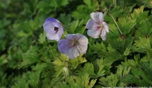 Geranium wallichianum 'Lilac Ice'®