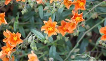 Helianthemum cultorum 'Bronzeteppich'