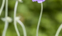 Scabiosa columbaria 'Butterfly Blue'