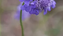 Scabiosa columbaria 'Butterfly Blue'