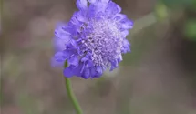 Scabiosa columbaria 'Butterfly Blue'