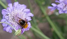 Scabiosa columbaria 'Butterfly Blue'