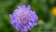 Scabiosa columbaria 'Butterfly Blue'