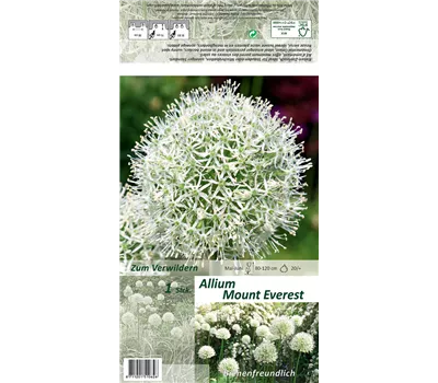 Garten-Zier-Lauch 'Mount Everest'