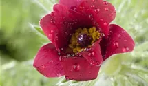Pulsatilla vulgaris 'Rote Glocke'