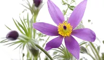Pulsatilla vulgaris 'Pinwheel Blau'®
