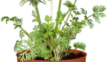Pulsatilla vulgaris 'Rote Glocke'